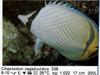 Chaetodon vagabundus